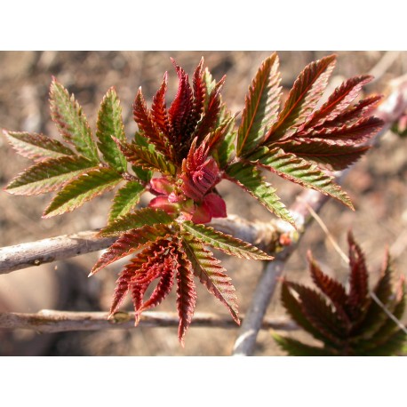 Sorbaria arborea 'Glauca' - Sorbaire