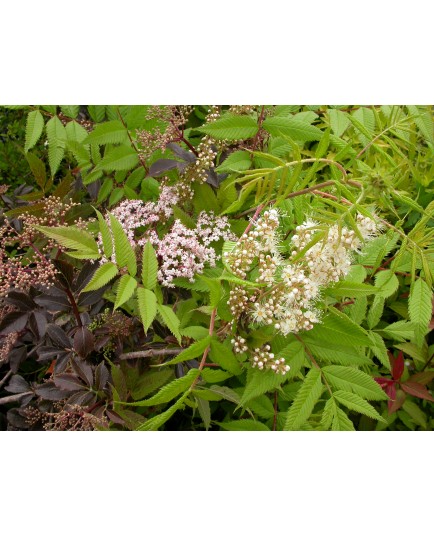 Sorbaria grandiflora - Sorbaire
