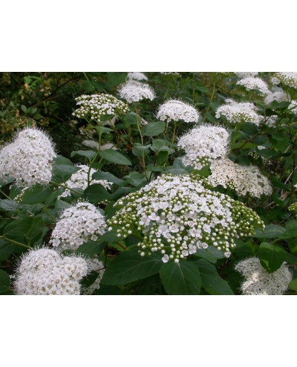 Spiraea betulifolia var corymbosa - Spirée en corymbe