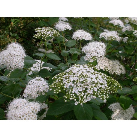 Spiraea betulifolia var corymbosa - Spirée en corymbe