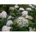 Spiraea betulifolia var corymbosa - Spirée en corymbe