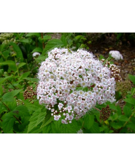 Spiraea blumei var hayatae - Spirée