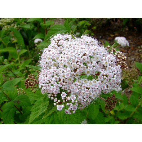 Spiraea blumei var hayatae - Spirée