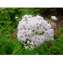 Spiraea blumei var hayatae - Spirée