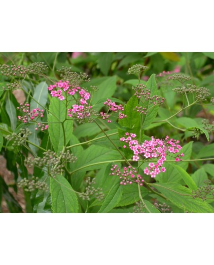 Spiraea bella -Spirée élégante