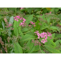 Spiraea bella -Spirée élégante