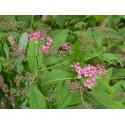 Spiraea bella -Spirée élégante