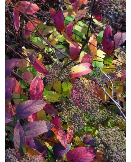 Spiraea foxii x - spirées