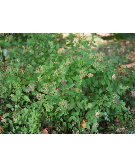 Spiraea japonica 'Nana' - spirée naine