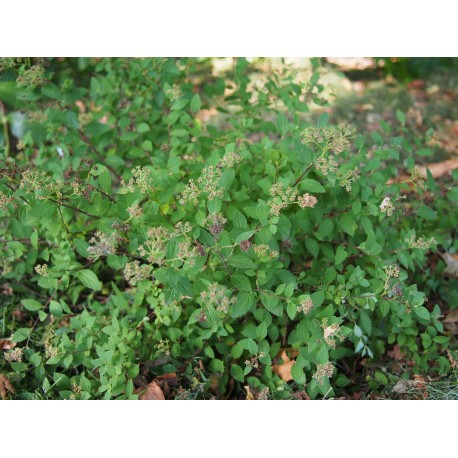 Spiraea japonica 'Nana' - spirée naine