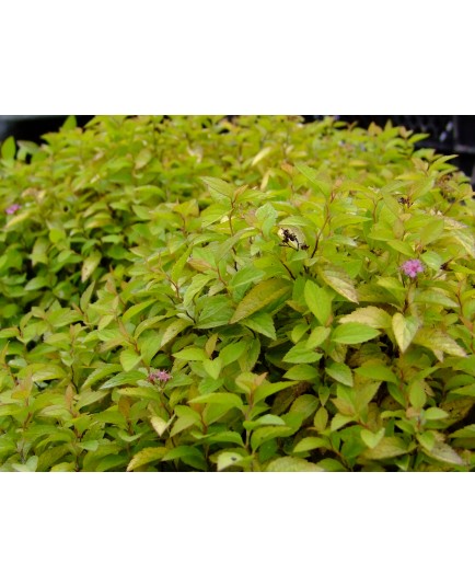 Spiraea japonica 'Sparkling Carpet' - Spirée du Japon