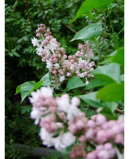 Syringa vulgaris 'Beauty of Moscow' - Lilas Commum