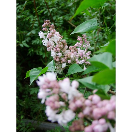 Syringa vulgaris 'Beauty of Moscow' - Lilas Commum