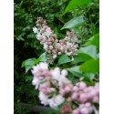 Syringa vulgaris 'Beauty of Moscow' - Lilas Commum