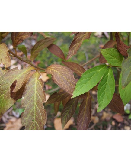 Syringa josikaea - Lilas de Hongrie