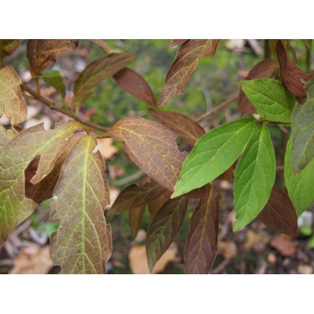 Syringa josikaea - Lilas de Hongrie