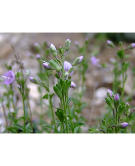 Veronica thymoides