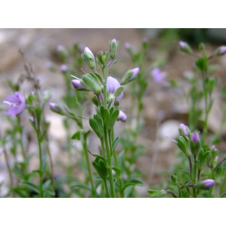 Veronica thymoides