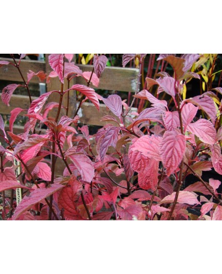 Viburnum bodnantense x - Viorne de Bodnant