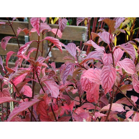 Viburnum bodnantense x - Viorne de Bodnant