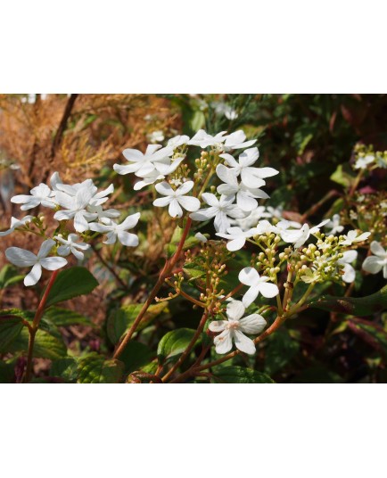 Viburnum plicatum 'Summer Snowflake' -Viorne du japon, viorne à plateaux