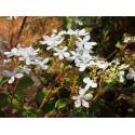 Viburnum plicatum 'Summer Snowflake' -Viorne du japon, viorne à plateaux