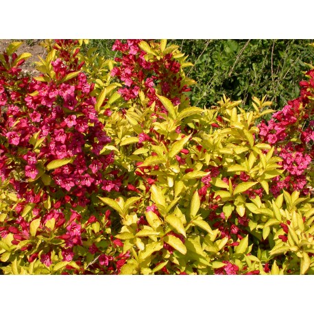 Weigela 'Rubidor' - weigelia doré