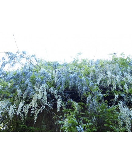 Wisteria floribunda 'Alba'- glycine du Japon blanche