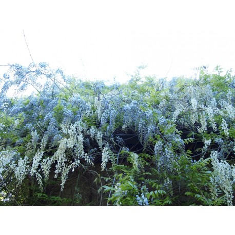 Wisteria floribunda 'Alba'- glycine du Japon blanche