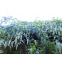 Wisteria floribunda 'Alba'- glycine du Japon blanche