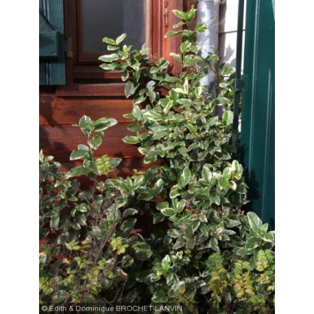 Viburnum tinus 'Variegatum' - laurier tin panaché