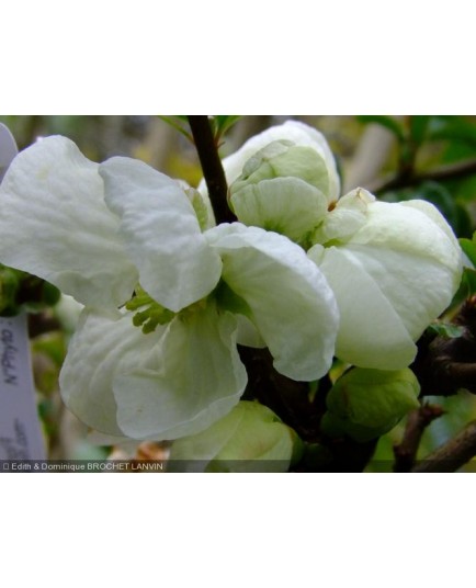 Chaenomeles superba x 'Jet Trail' - Cognassier du japon