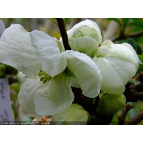 Chaenomeles superba x 'Jet Trail' - Cognassier du japon