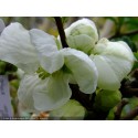 Chaenomeles superba x 'Jet Trail' - Cognassier du japon