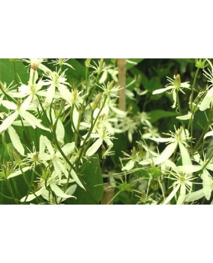 Clematis recta - Clematite érigée