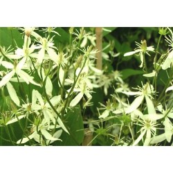 Clematis recta - Clematite érigée