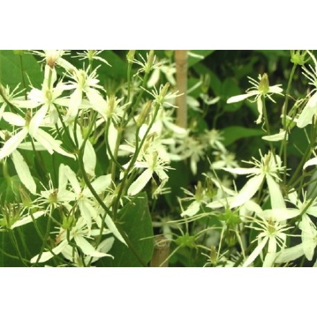 Clematis recta - Clematite érigée