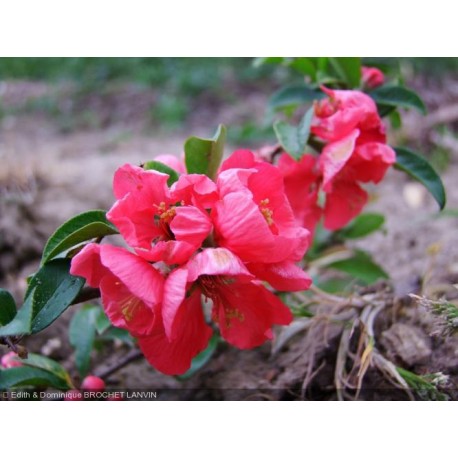 Chaenomeles superba x 'Pink Lady' - Cognassier du japon