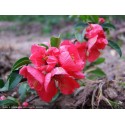 Chaenomeles superba x 'Pink Lady' - Cognassier du japon