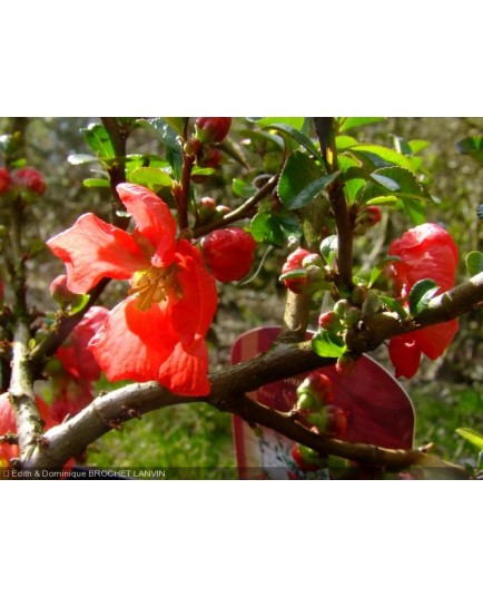 Chaenomeles superba x 'Texas Scarlet' - Cognassier