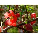 Chaenomeles superba x 'Texas Scarlet' - Cognassier