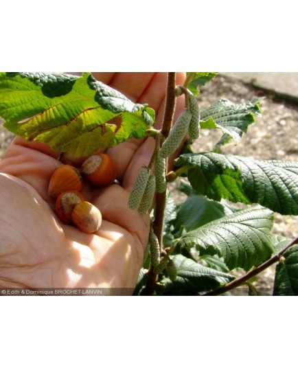 Corylus avellana - Noisetier / Coudrier/ Avelline