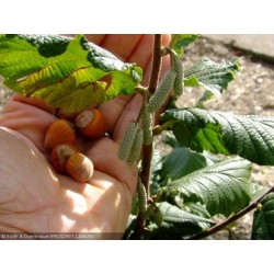 Corylus avellana - Noisetier / Coudrier/ Avelline