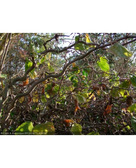 Corylus avellana 'Contorta' - Noisetier tortueux