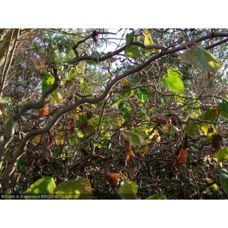 Corylus avellana 'Contorta' - Noisetier tortueux