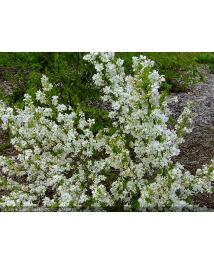 Exochorda racemosa 'Niagara'- arbuste de la mariée