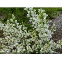 Exochorda racemosa 'Niagara'- arbuste de la mariée