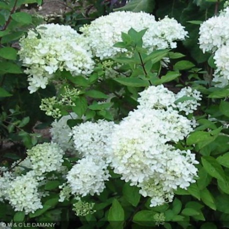 Hydrangea arborescens 'Grandiflora'