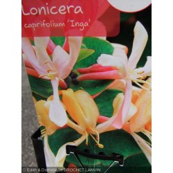 Lonicera caprifolium 'Inga' - Chevrefeuille grimpant , chèvrefeuilles des jardins
