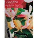 Lonicera caprifolium 'Inga' - Chevrefeuille grimpant , chèvrefeuilles des jardins
